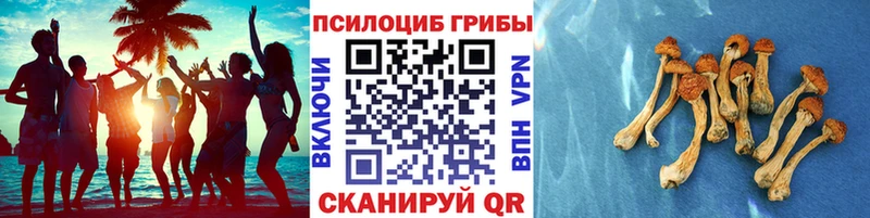 купить наркоту  Болохово  Псилоцибиновые грибы прущие грибы 